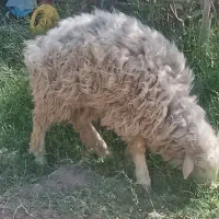 فروش میش و بره