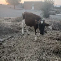 گوساله ماده فروشی|حیوانات مزرعه|جیرفت, |دیوار