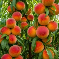 نهال هلو زعفرانی آلو کالیفرنیا