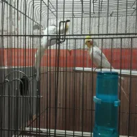 عروس هلندی|پرنده|ارومیه, |دیوار