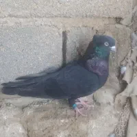 کبوتر معاوضه