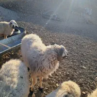 قوچ بزرگ وچاق آمد وکشتن|حیوانات مزرعه|درب بهشت, |دیوار