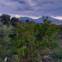 باغ در طارم . آستاکل بر جاده اصلی|فروش زمین و ملک کلنگی|طارم, |دیوار