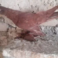 کبوتر قرمز لوتی