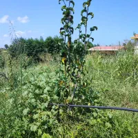 فروش درخت|خدمات باغبانی و درختکاری|رحیم‌آباد, |دیوار