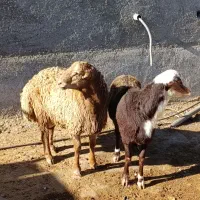 بره قوچ مقان و افشاری|حیوانات مزرعه|کرمانشاه, |دیوار