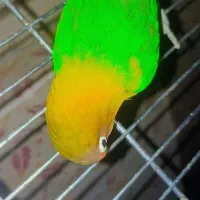 پرنده|پرنده|مشهد, امیرآباد|دیوار