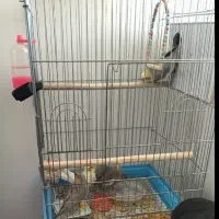 عروس هلندی با قفس