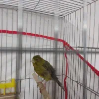 نر سبز دوساله