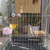 قفس عروس هلندی