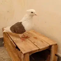 گرده دار آنتیک