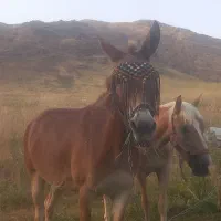 قاطر شکاری  ۷ سال