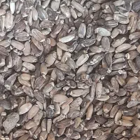 بذر خار مریم بوجاری شد وتمیز