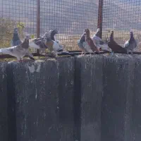 سه دسته کبوتری بیرونی|پرنده|شیراز, کیان آباد|دیوار