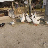 اردک، قوغاز، اردک نما|حیوانات مزرعه|شفت, |دیوار