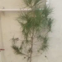 کاج|گل و گیاه طبیعی|ارومیه, |دیوار