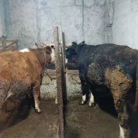 گاو نر