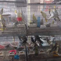 عروس هلندی طوطی|پرنده|گنبد کاووس, |دیوار