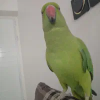 طوطی ملنگو آشتی خانگی حرف نمیزنه ولی بازیگوش هست|پرنده|منوجان, |دیوار