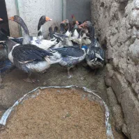 غاز فروشی|حیوانات مزرعه|زهک, |دیوار