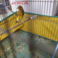 فروش. سهره. وسهره قناری|پرنده|همدان, |دیوار