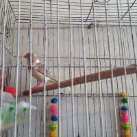 قناری نروماده