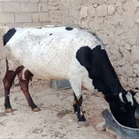 گاو داشتی دو رگ