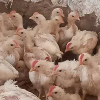 اکبر جوجه ۴۰۰ گرمی