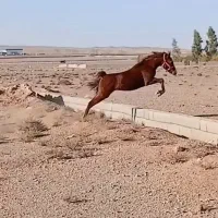 کره مادیون ۱۹ماهه نوه خیبر