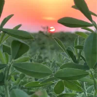 یونجه|خدمات باغبانی و درختکاری|بهبهان, |دیوار