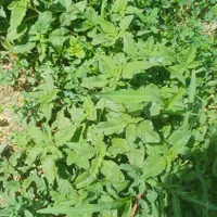 چیدن یونجه برای خودم هستم اجاره میکنم