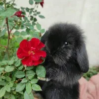 خرگوش لوپ موسوی مجموعه مجاز|موش و خرگوش|گتاب, |دیوار