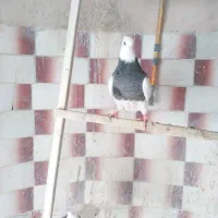 فروش ماده عتیقه|پرنده|سقز, |دیوار