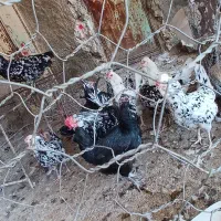 مرغ خروس گلین|حیوانات مزرعه|کازرون, |دیوار