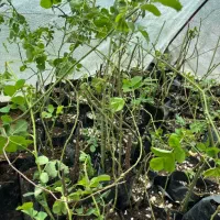 نهال دوساله گل محمدی نژادکاشان پربار عطری وگل رز