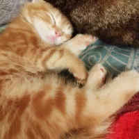 گربه اسکاتیش فولد گلد|گربه|بوشهر, |دیوار