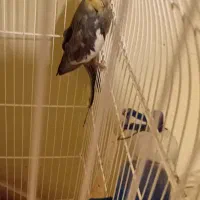 ۴ عدد عروس هلندی بالغ|پرنده|قزوین, |دیوار