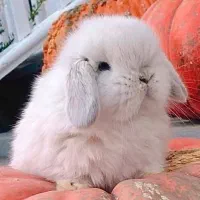 معاوضه با انواع حیوانات