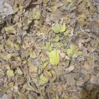 دو تن برگ درخت توت خیلی خیلی تمیز|خدمات باغبانی و درختکاری|تربت‌حیدریه, بوستان باغ ملی|دیوار