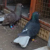 خرمشهر