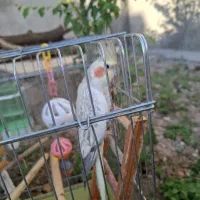 عروس هلندی نر