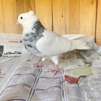 طوقی کرمانشاه|پرنده|قم, انسجام|دیوار