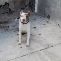 سگ پیتبول نر|سگ|دورود, |دیوار