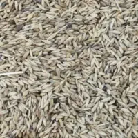 جو محلی در شورکی