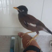 جوجه مینا  .