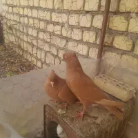 کبوتر زرد|پرنده|باغ بهادران, |دیوار