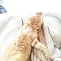 واگذاری رایگان|گربه|تبریز, |دیوار