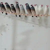 فنچ نرگسی  .|پرنده|سمنان, |دیوار