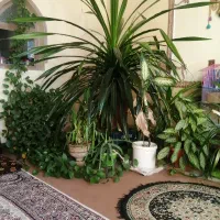 گیاهان طبیعی