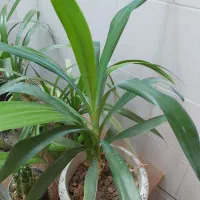 گل طبیعی|گل و گیاه طبیعی|فسا, |دیوار